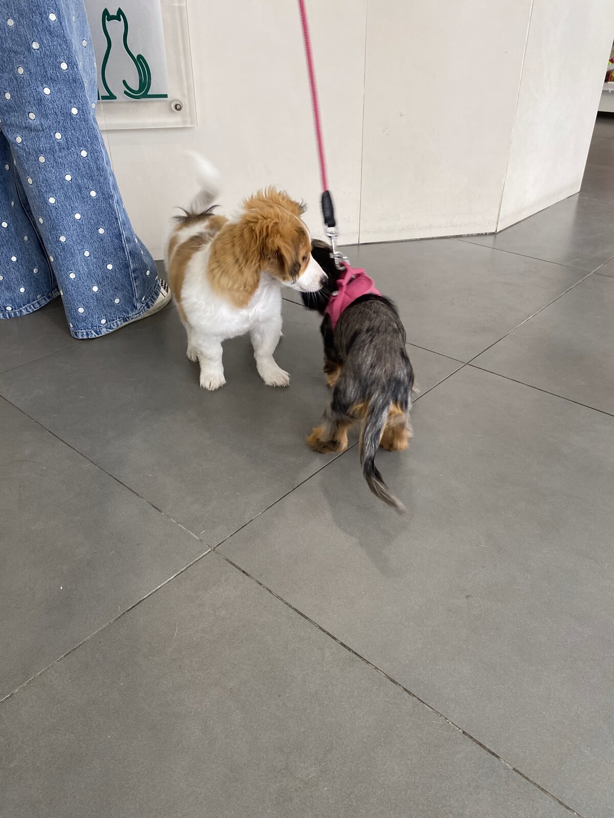 Milou, jeune chiot croisé teckel et papillon roux et blanc, face à un autre chiot teckel en animalerie