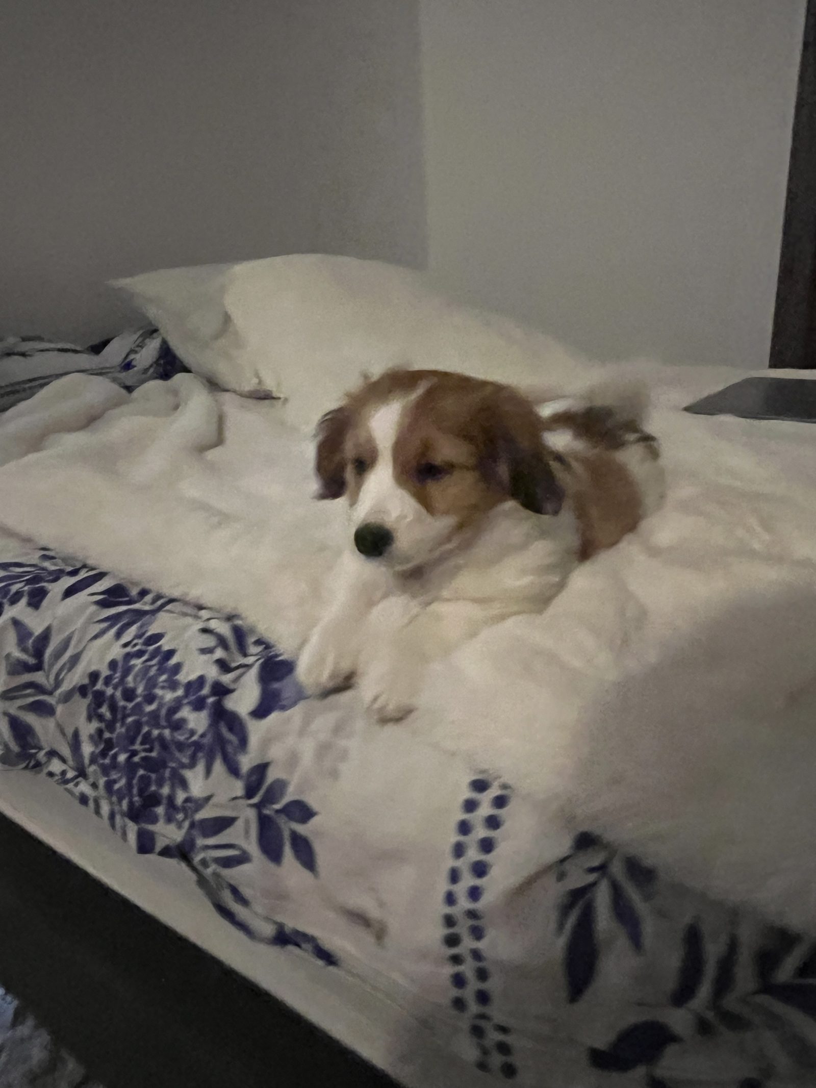 Milou, chiot roux et blanc, posé sur un lit aux draps clairs, le regard pensif tourné vers le côté — l'air d'un petit philosophe