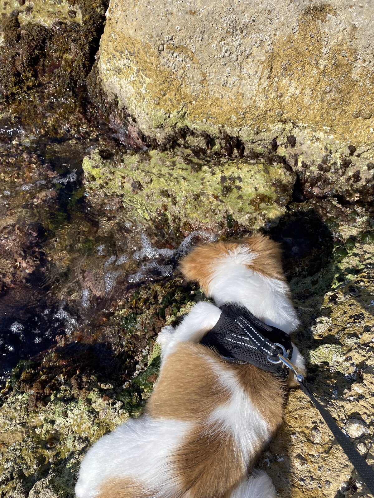 Milou en train d'explorer un petit bassin d'eau de mer entre les rochers