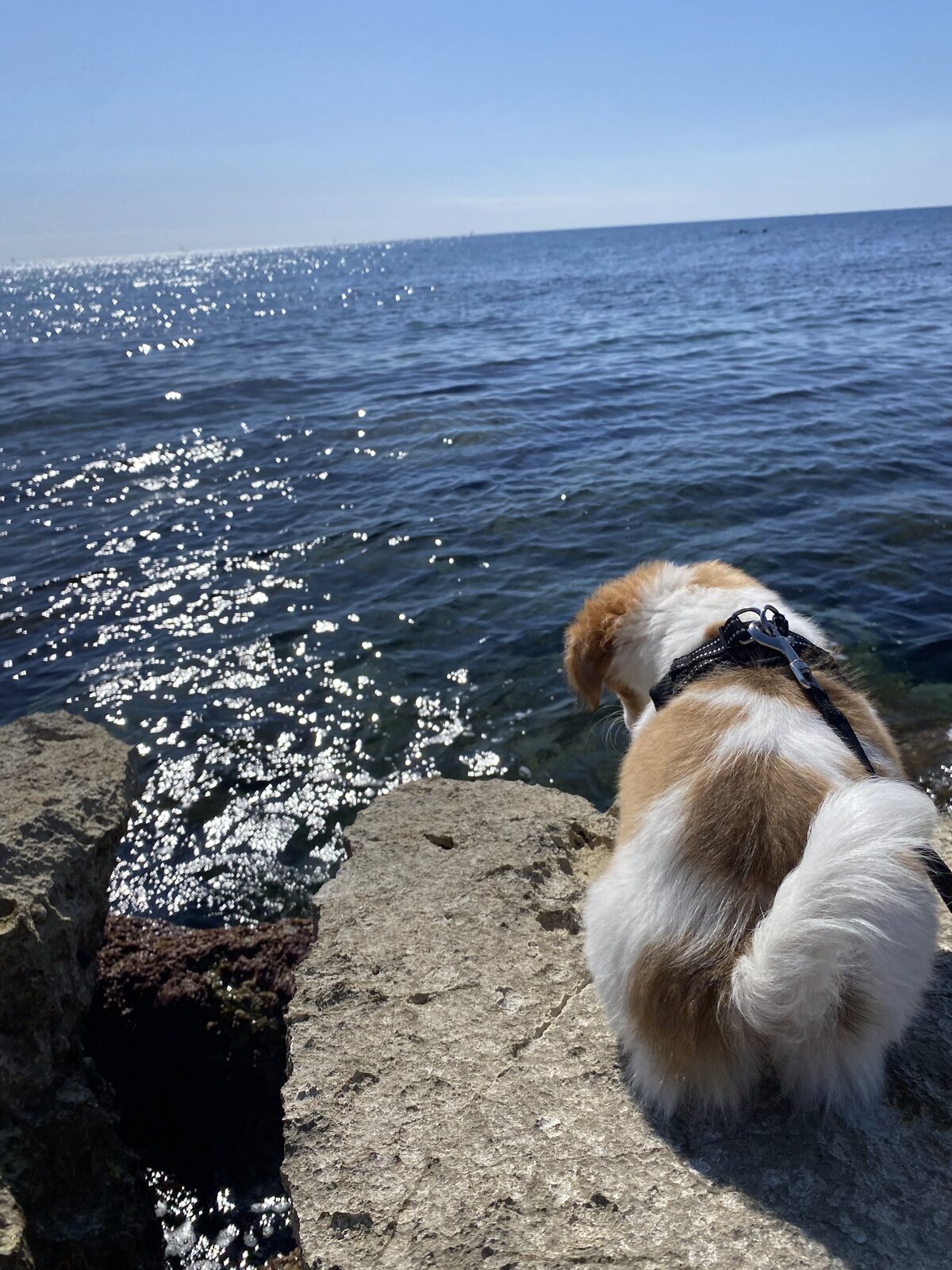 Milou de dos, assis au bord du rocher, regardant la mer scintiller au soleil