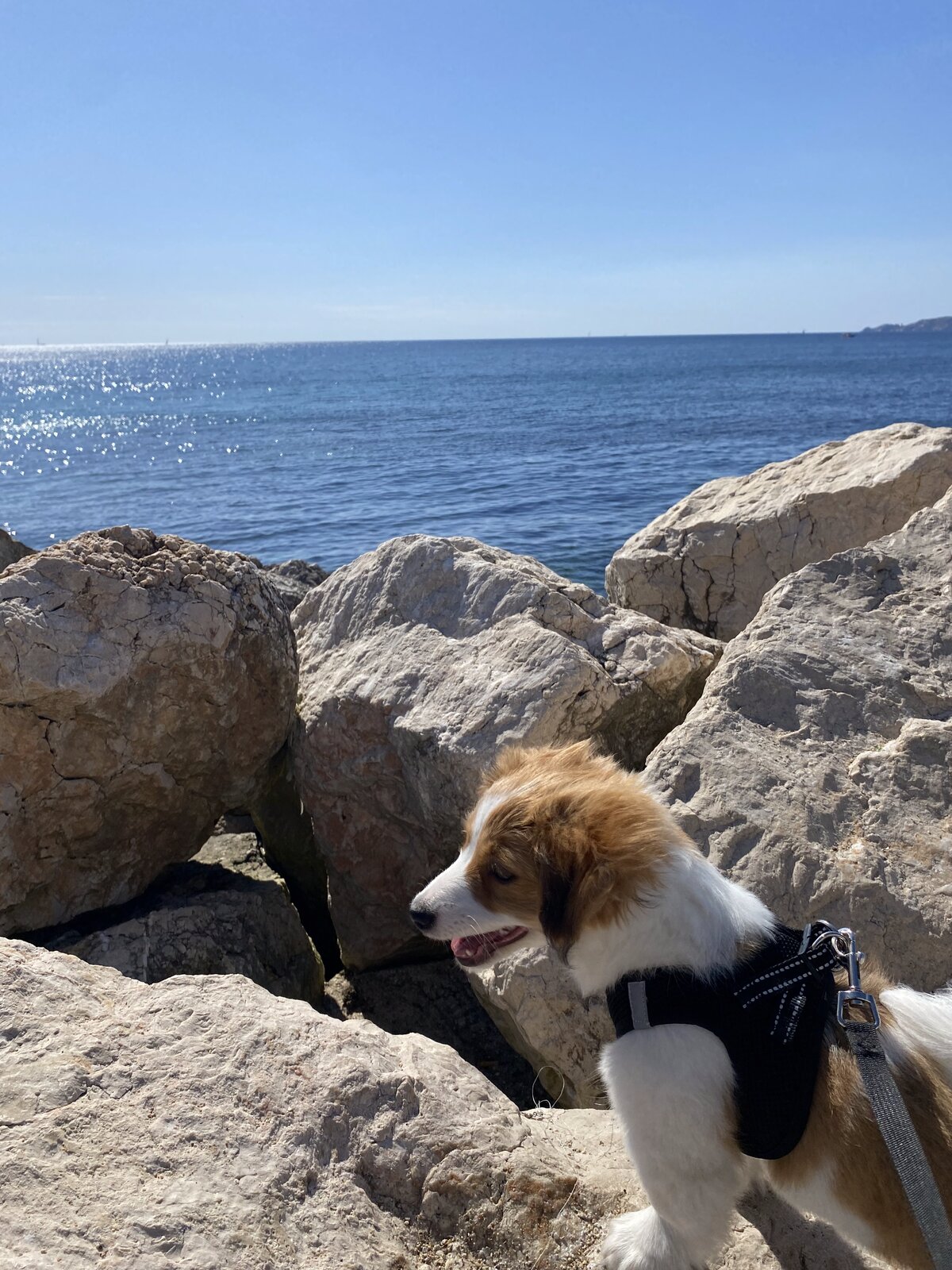 Milou en harnais de profil sur les rochers blancs du bord de mer, la Méditerranée derrière lui