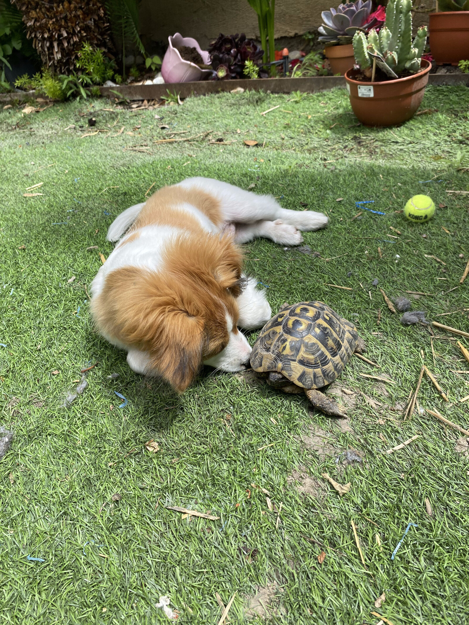 Milou, chiot roux et blanc allongé dans l'herbe, le museau collé contre la tête d'une petite tortue de jardin, dans un coin entouré de plantes en pot