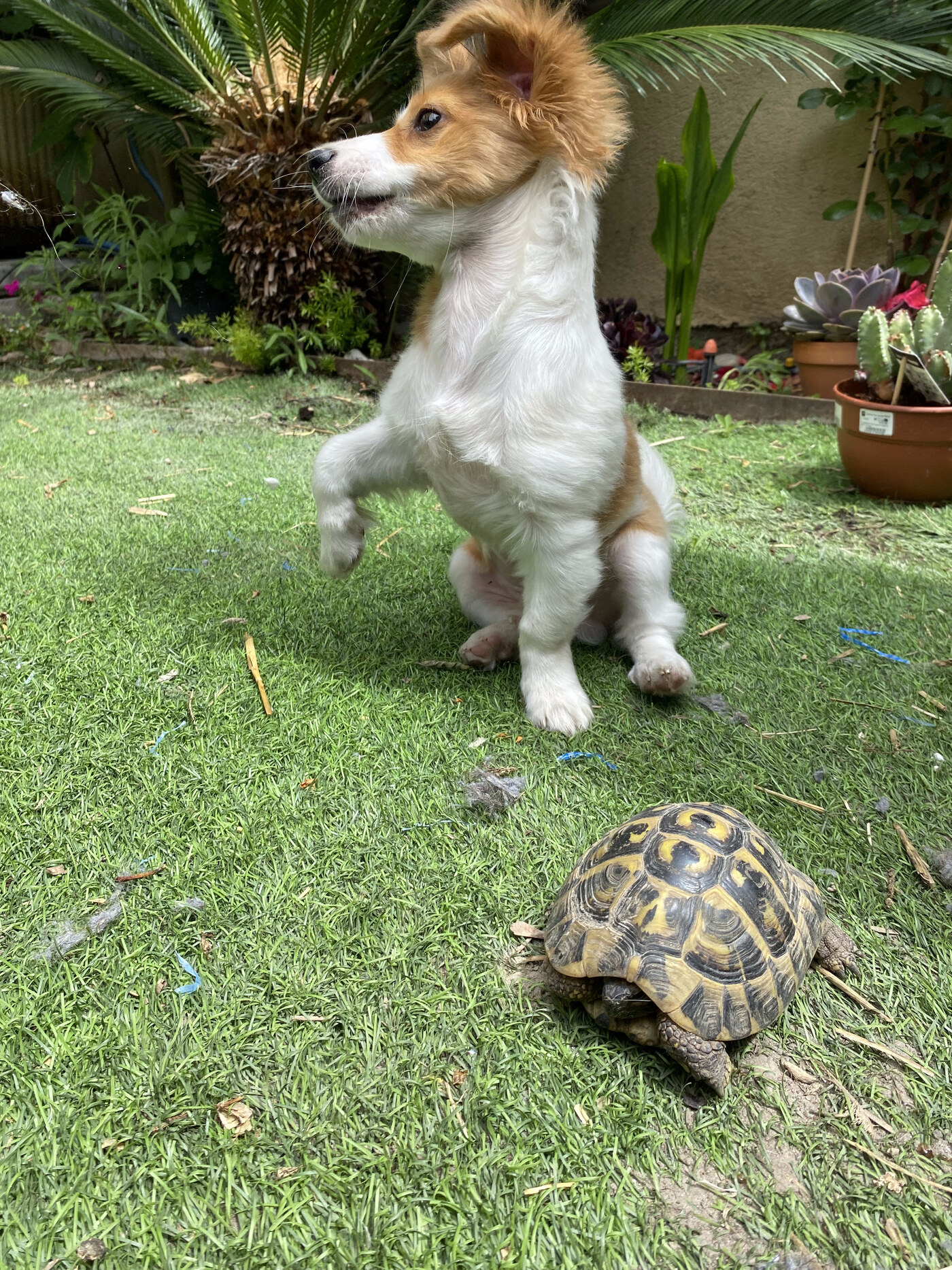 Milou debout sur ses pattes arrière, surpris par la tortue qui avance dans l'herbe